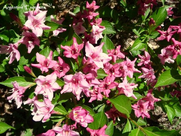 Weigela Flower Essence Remedy