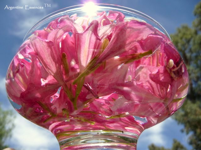 Weigela Flower Essence Remedy