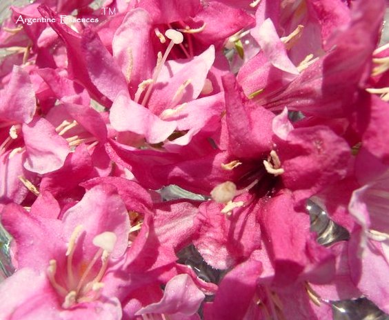 Weigela Flower Essence Remedy