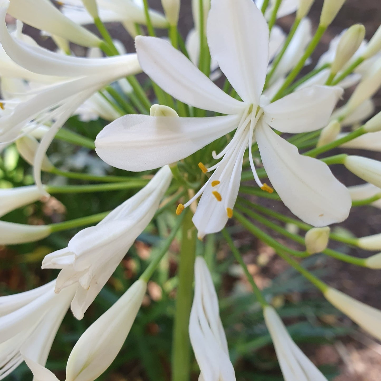White Agapanthus Flower Remedy