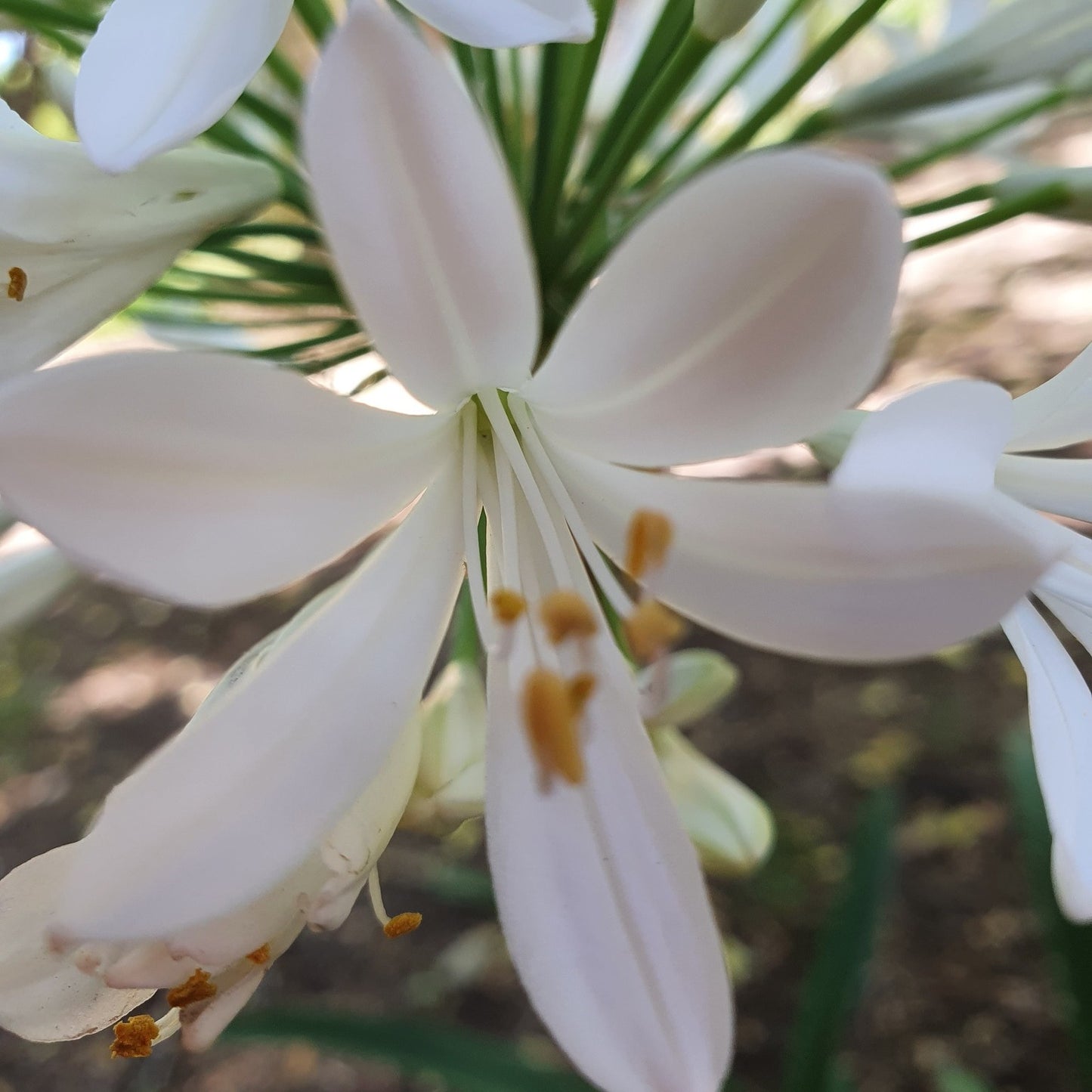 White Agapanthus Flower Remedy