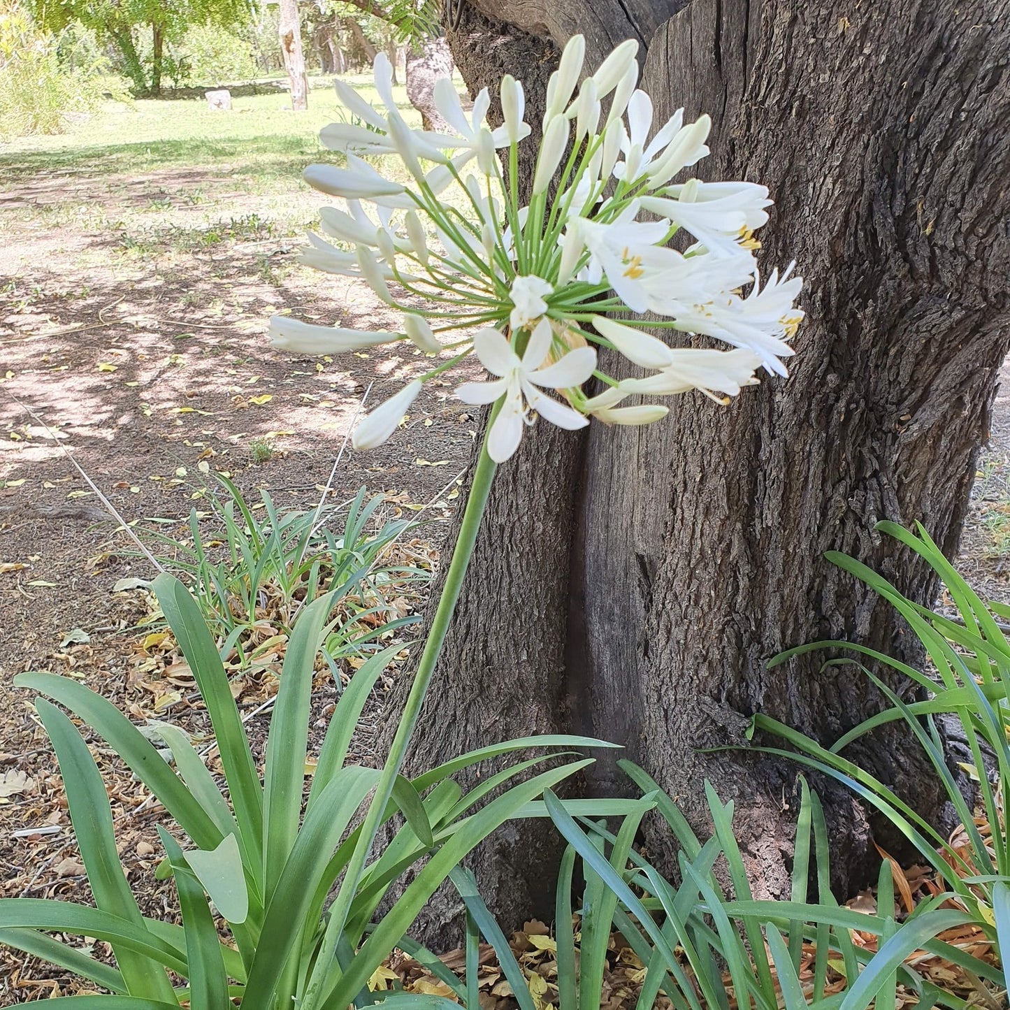 White Agapanthus Flower Remedy