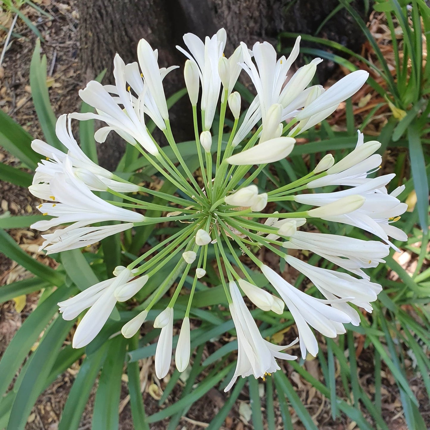 White Agapanthus Flower Remedy