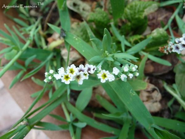White Indian Heliotrope Flower Remedy