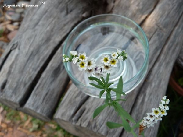 White Indian Heliotrope Flower Remedy