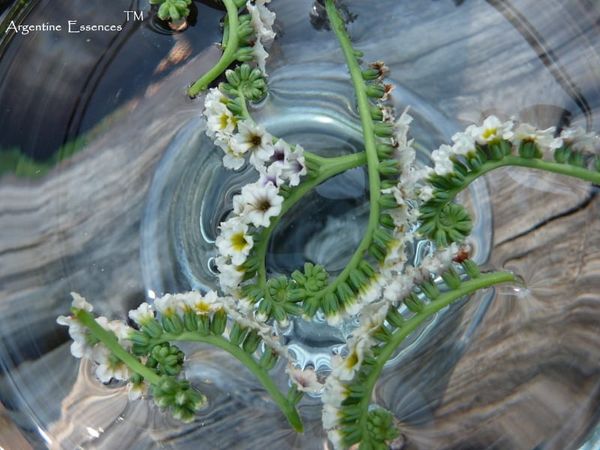 White Indian Heliotrope Flower Remedy