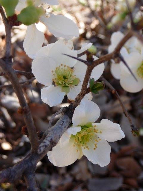 White Japonica Flower Remedy