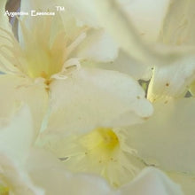 Load image into Gallery viewer, White Oleander Flower Remedy
