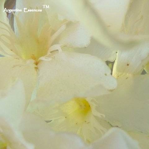 White Oleander Flower Remedy