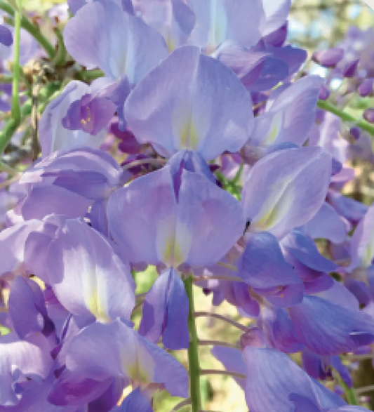 Wisteria Flower Essence