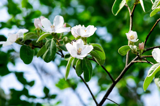 Quince Flower Remedy