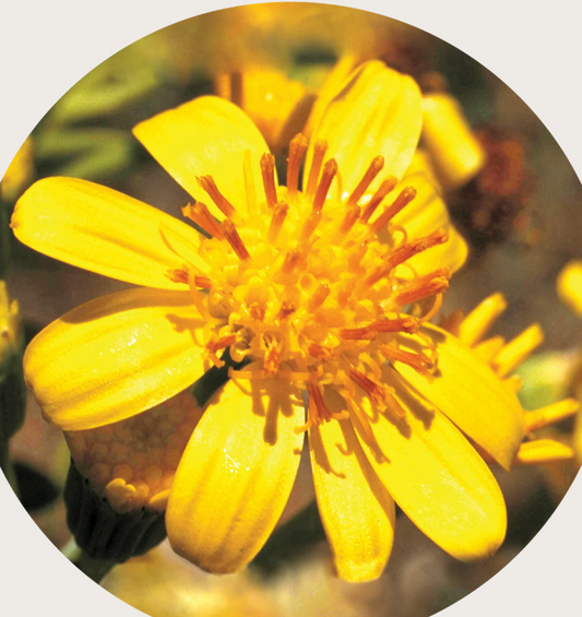 Tall Yellow Top Flower Essence Remedy