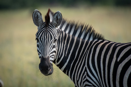 Zebra Animal essence Vibrational Remedy