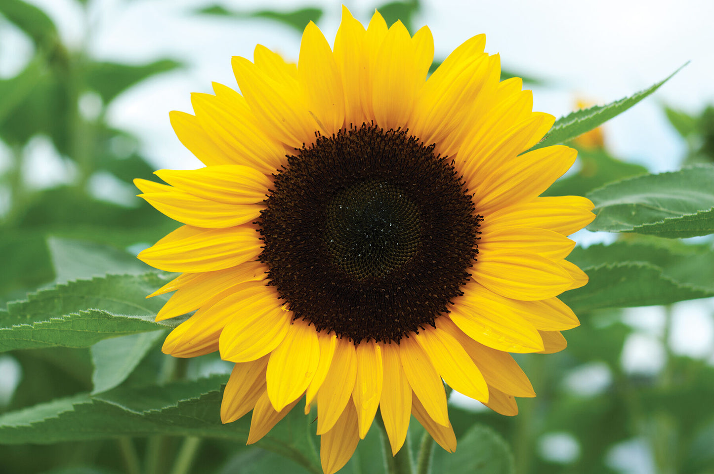 Sunflower Flower Remedy