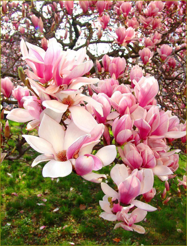 Japanese Magnolia Flower Remedy