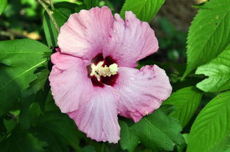 Rose of Sharon Flower Remedy