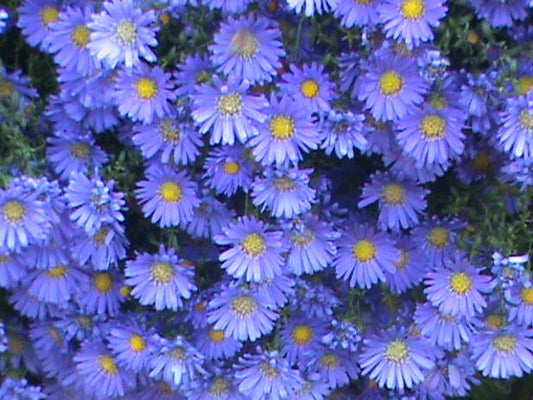 Blue Aster Flower Remedy