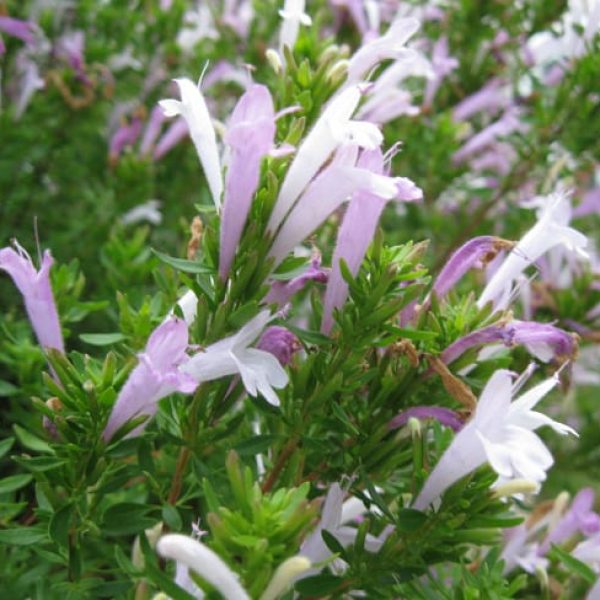 Mexican Oregano Flower Essence