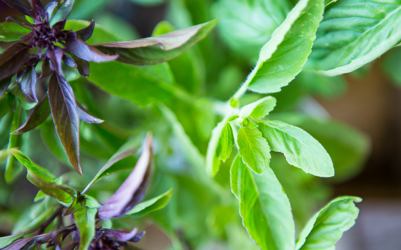 Basil Flower Remedy