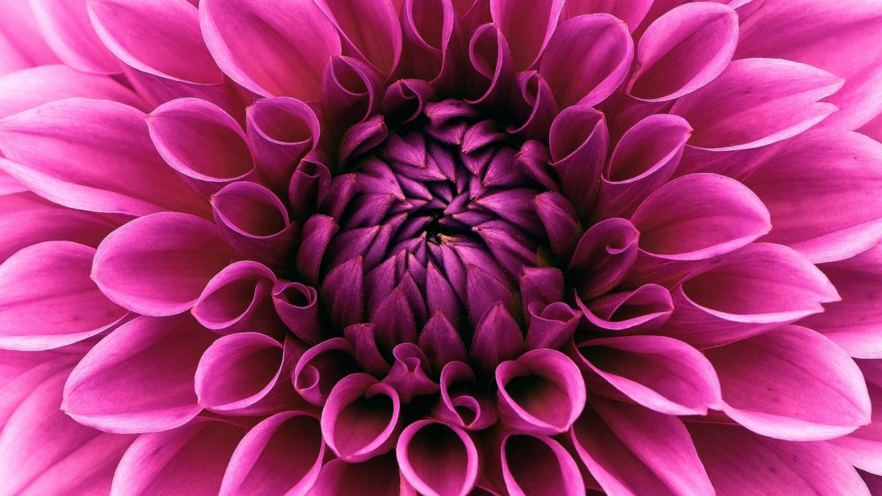 Ranunculus Flower Essence