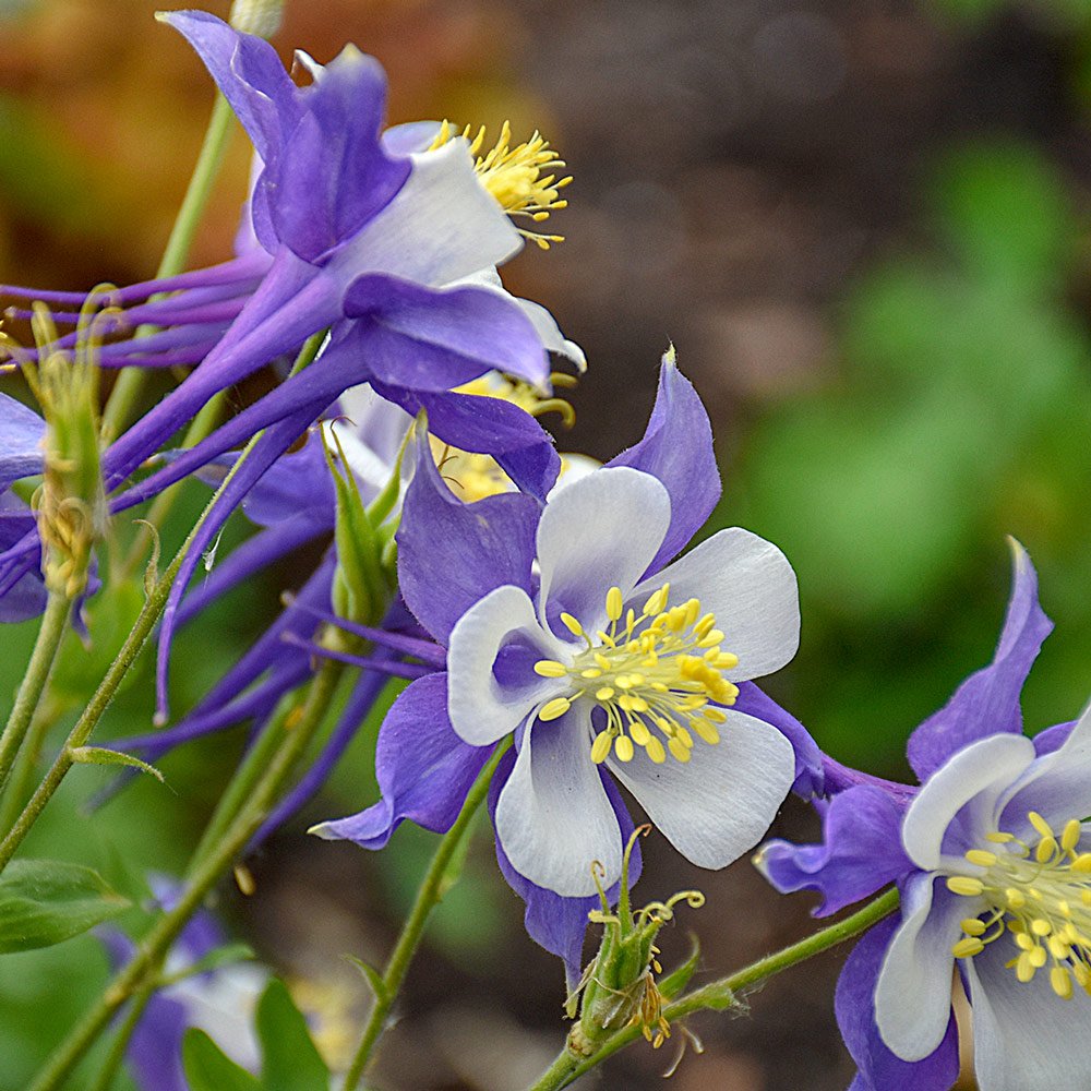 Aquilegia Columbine Flower Remedy