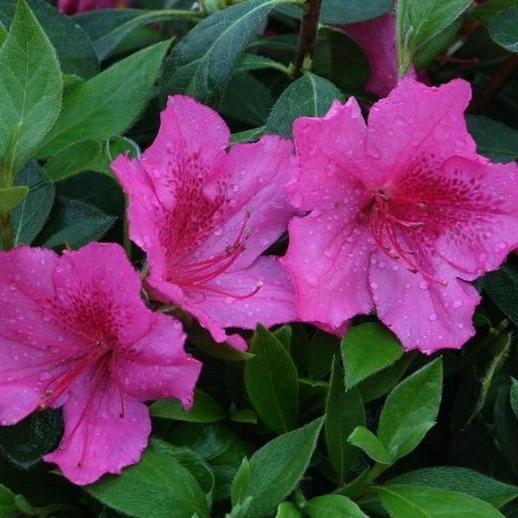 Azalea Flower Essence