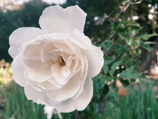 White Rose Flower Remedy