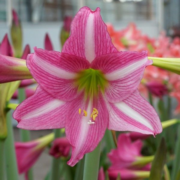 Amaryllis Flower Remedy