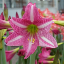 Load image into Gallery viewer, Amaryllis Flower Remedy

