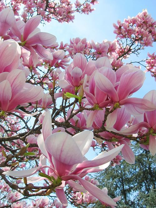 Japanese Magnolia Flower Remedy