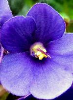 African Violet Flower Remedy