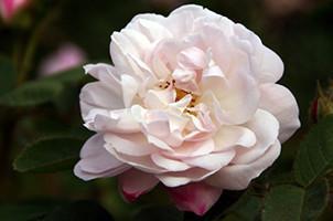 Alfredo de Damas Flower Remedy