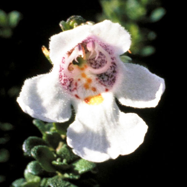 Alpine Mint Bush Flower Essence