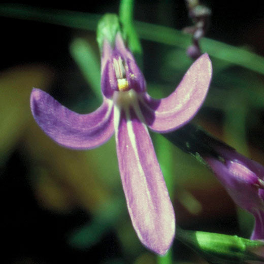 Angelsword Flower Remedy | Australian Bush Essences