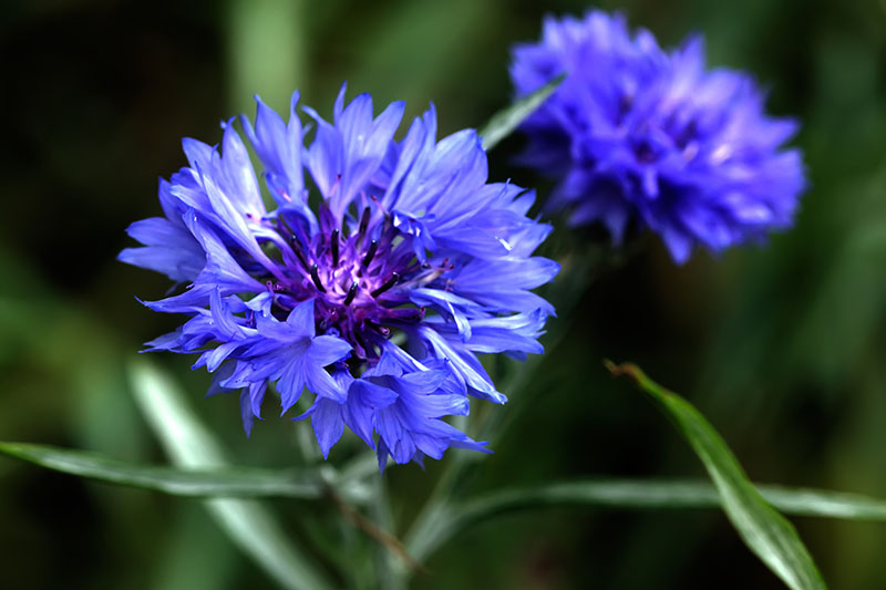 Bachelor Button, "corn flower" Flower Remedy