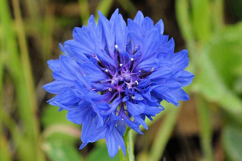 Bachelor Button, "corn flower" Flower Remedy