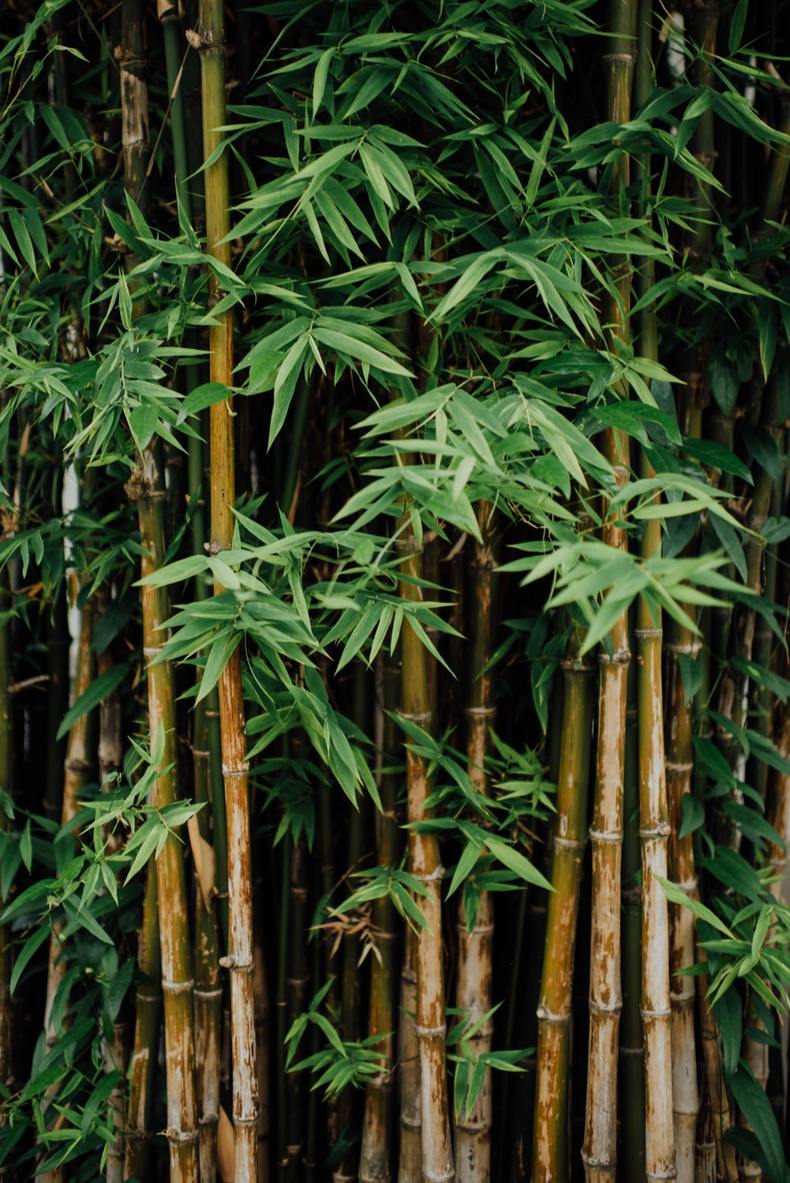 Bamboo Flower Remedy
