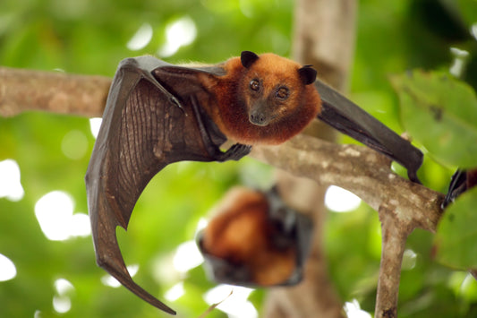 Bat Essence Vibrational Remedy