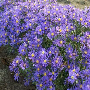 Blue Aster Flower Remedy