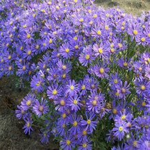Load image into Gallery viewer, Blue Aster Flower Essence
