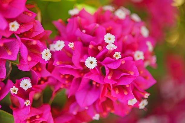 Bougainvillea Flower Remedy