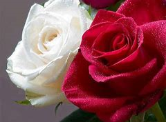 Bouquet of Harmony Flower Remedy