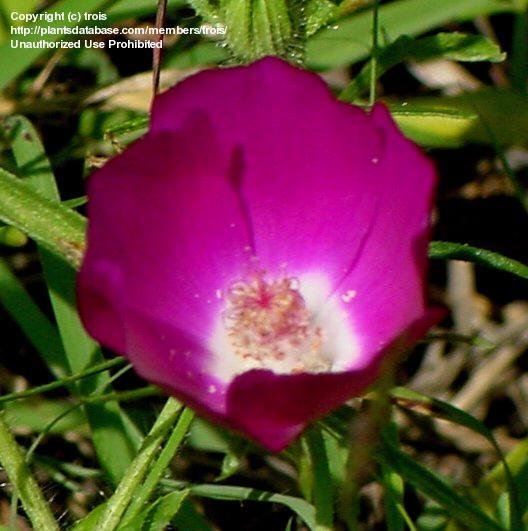Buffaloe Rose Flower Remedy