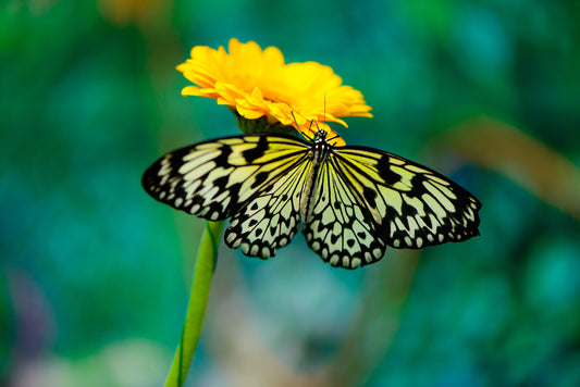 Butterfly Essence Vibrational Remedy