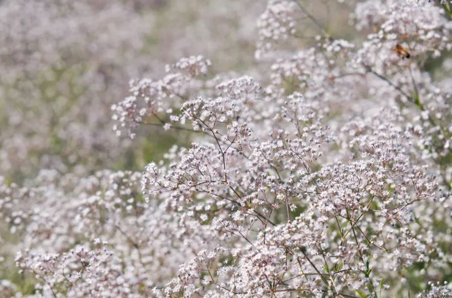 Baby's Breath Flower Remedy