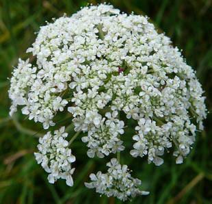 Carrot Flower Remedy