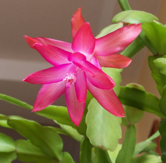Christmas Cactus Flower Essence