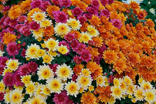 Garden Mum Flower Essence