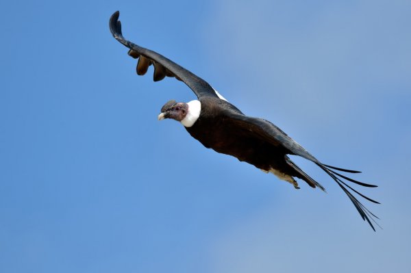Condor Animal Vibrational Essence Remedy