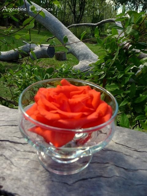 Coral Rose Flower Remedy